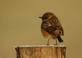 A stunning male Stonechat, Saxicola rubicola, perching on a frost covered post, at first light on a cold, foggy, frosty morning. Royalty Free Stock Photo