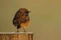 A stunning male Stonechat, Saxicola rubicola, perching on a frost covered post, at first light on a cold, foggy, frosty morning. Royalty Free Stock Photo