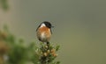 A stunning male Stonechat, Saxicola torquata, perched on top of a Gorse bush.