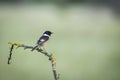 Common Stonechat Saxicola rubicola sitting on a branch Royalty Free Stock Photo