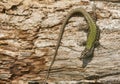 A beautiful male Wall Lizard Podarcis muralis basking in the sun on a wooden log on the isle of Wight.