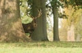 A stunning Manchurian Sika Deer Cervus nippon mantchuricus or Cervus nippon dybowskii walking out from behind a large tree.