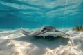 A stunning manta ray gracefully glides through the crystal-clear ocean waters, An underwater view of a graceful stingray swimming