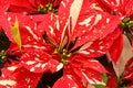 Stunning Marbled Poinsettia Flowers