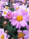 Stunning Marguerite Daisy, Argyranthemum Frutescens, also known as the Paris Daisy. Royalty Free Stock Photo