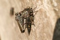 A mating pair of Common Awl Robberfly Neoitamus cyanurus perching on a wooden fence at the edge of woodland. One of the Robberfl