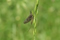 A beautiful Mayfly Ephemera vulgata perching on grass seeds.