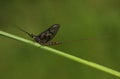 A beautiful Mayfly Ephemera vulgata perching on grass stem.