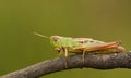 A pretty Meadow Grasshopper Chorthippus parallelus perching on a twig. Royalty Free Stock Photo