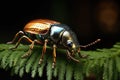 stunning metallic beetle perched on a fern