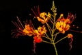 Stunning Mexican Bird of Paradise Flower Against Black Background Royalty Free Stock Photo