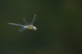 A stunning Migrant Hawker Dragonfly Aeshna mixta flying over a lake in the UK. Royalty Free Stock Photo