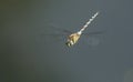 A stunning Migrant Hawker Dragonfly Aeshna mixta flying over a lake in the UK. Royalty Free Stock Photo
