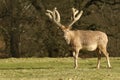 A stunning Milu Deer also lnown as Pere David`s Deer Elaphurus davidianus grazing in a pasture.