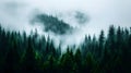 Stunning Mist-Covered Forest Scenery at High Elevation Royalty Free Stock Photo