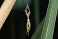 Huntsman Spider During Molting, Pune, India Royalty Free Stock Photo