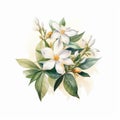 Handcrafted Watercolor Image Of White Almond Flowers With Tropical Symbolism