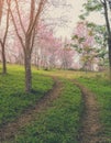 Trail leading to the Wild Himalayan cherry blossom forest in Thailand