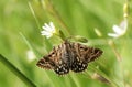 A pretty Mother Shipton Moth Euclidia mi perching on a Stitchwort wildflower. Royalty Free Stock Photo