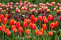 Multicoloured Tulip Field, Victoria, Australia, September 2016