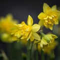 Stunning narcissus tete boucle buttercup daffodils in full bloom