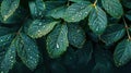 Tropical Foliage with Rainwater Drops: Dark Green Abstract Pattern for Nature Background