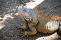 Stunning nature of Honduras. Tropical reptile. Lizard iguana in wildlife. Big lizard at Roatan Honduras. Wild animal in