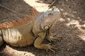 Stunning nature of Honduras. Tropical reptile. Lizard iguana in wildlife. Big lizard at Roatan Honduras. Wild animal in Royalty Free Stock Photo