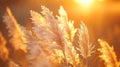 Serene Beauty: Golden Light Fluffy Pampas Grass Nature Image