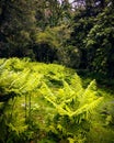 Stunning nature lush green forest Landscape Himalayas Uttrakhand India Royalty Free Stock Photo