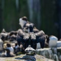 Stunning nesting shag cormorant birds Phalacrocorax Aristotelis Royalty Free Stock Photo