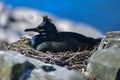 Stunning nesting shag cormorant birds Phalacrocorax Aristotelis