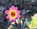 Stunning new black stemmed pink yellow dahlia
