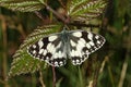 A stunning newly emerged Marbled White Butterfly Melanargia galathea resting on a bramble leaf. Royalty Free Stock Photo