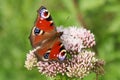 A stunning newly emerged Peacock Butterfly, Aglais io, nectaring from a pink flower in a meadow. Royalty Free Stock Photo