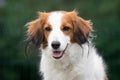 Kooikerhondje, Holland duck hunting spaniel portrait on a sunny day