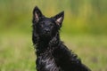 Stunning nice totally black Hungarian dog breed mudi