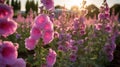 Stunning Nikon D850 Photos: Hollyhock Flowers In Vibrant Sunset Colors