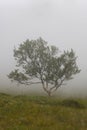 Stunning Norwegian tree completely covered in great fog.