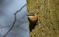 A Nuthatch Sitta europaea perched on the side of a large tree in the woods on a sunny day. Royalty Free Stock Photo