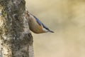 A stunning Nuthatch Sitta europaea perched on the side of a tree in the woods. Royalty Free Stock Photo