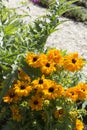 Yellow Flowers In Summers Garden Bed Royalty Free Stock Photo