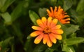 Stunning Orange Gerber Daisies Blooming in the Summer Royalty Free Stock Photo