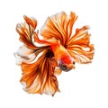 Stunning Orange Halfmoon Betta Fish HighResolution Image against transparent background Royalty Free Stock Photo