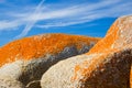 Stunning orange lichen on rock