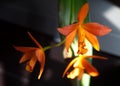 Stunning Orange Orchid In Bloom Royalty Free Stock Photo