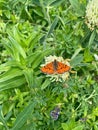 Stunning orange spotted fritillary butterfly delicately on a flower in a lush green field