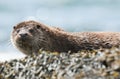 A beautiful Otter Lutra lutra lying on the shoreline on the Isle of Mull, Scotland after fishing in the sea.