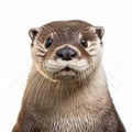 Stunning Otter Portrait In High-key Lighting: Ultra Hd Photo With White Background