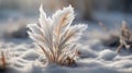 Stunning Outdoor Landscape with Frozen Plants, Ice, and Snow Glistening under the Morning Sun. Royalty Free Stock Photo